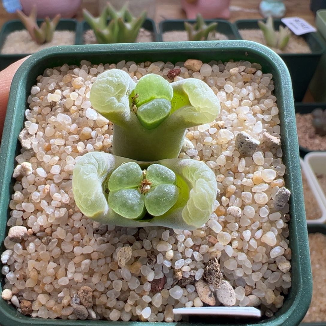 586青蛙优选2151双头母本