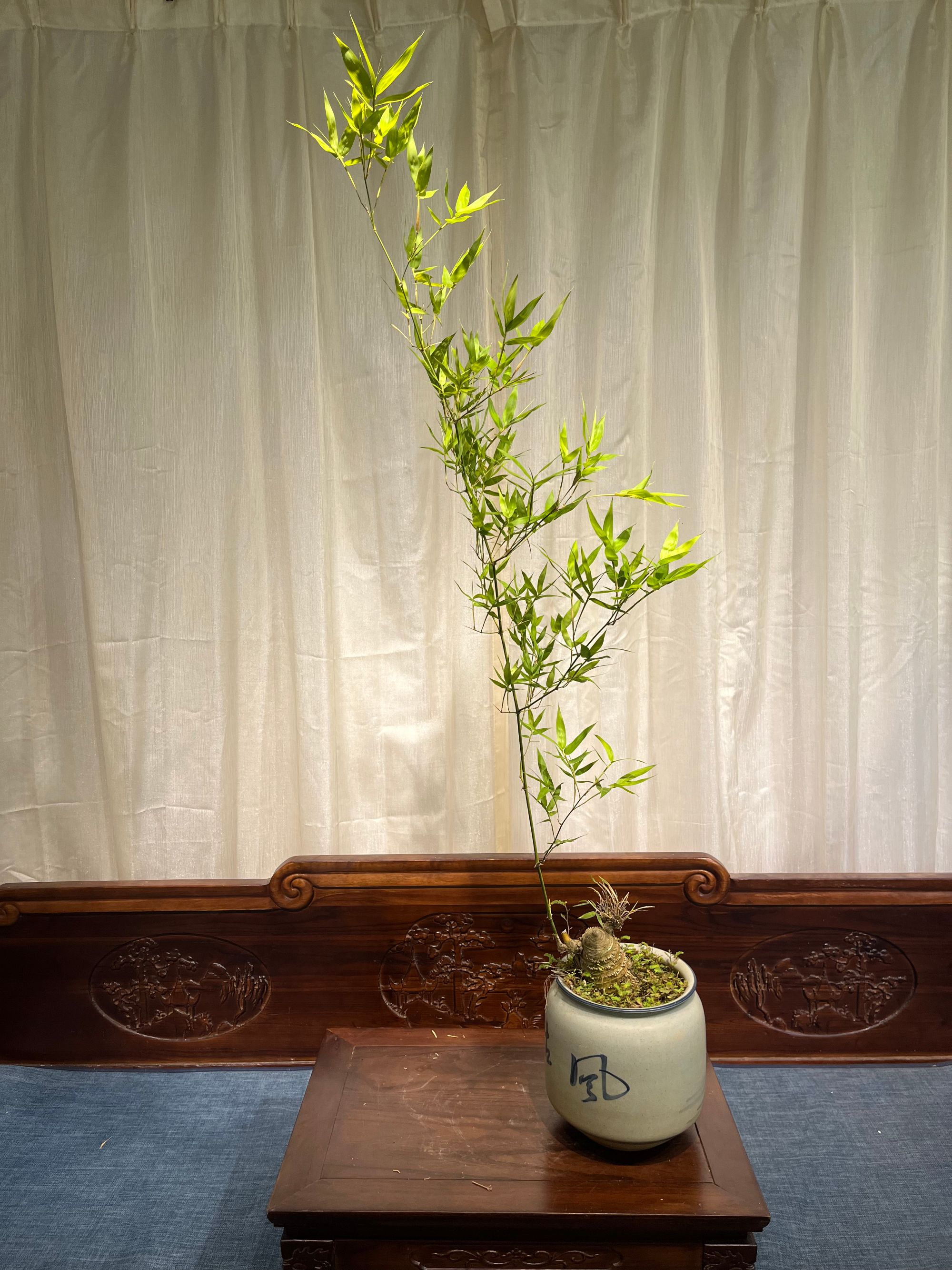 【喜竹园】单飘密节小胖，搭配山水意境