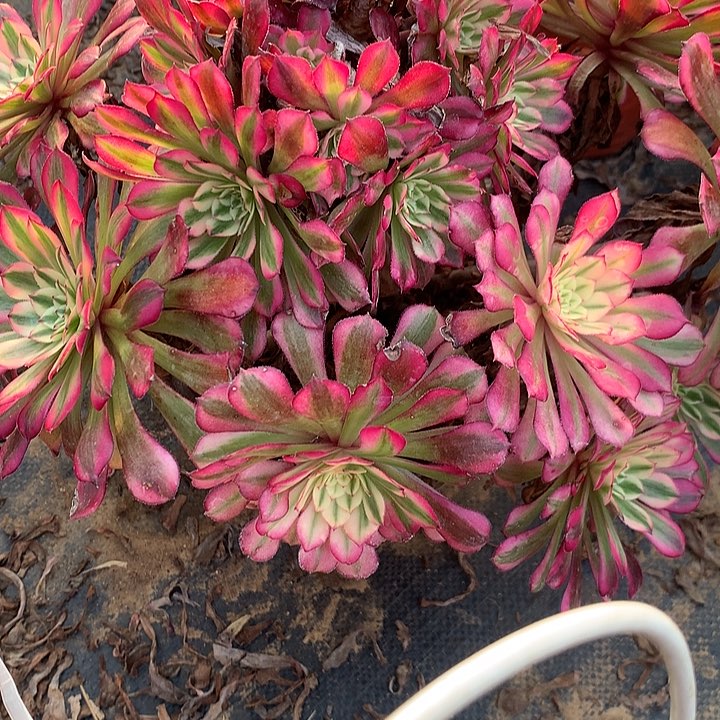 多肉植物红童白30