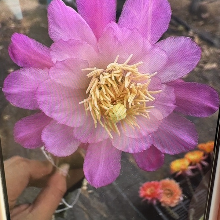 246金妞粉红阿尔森歪5公分左右无根侧牙，20包邮