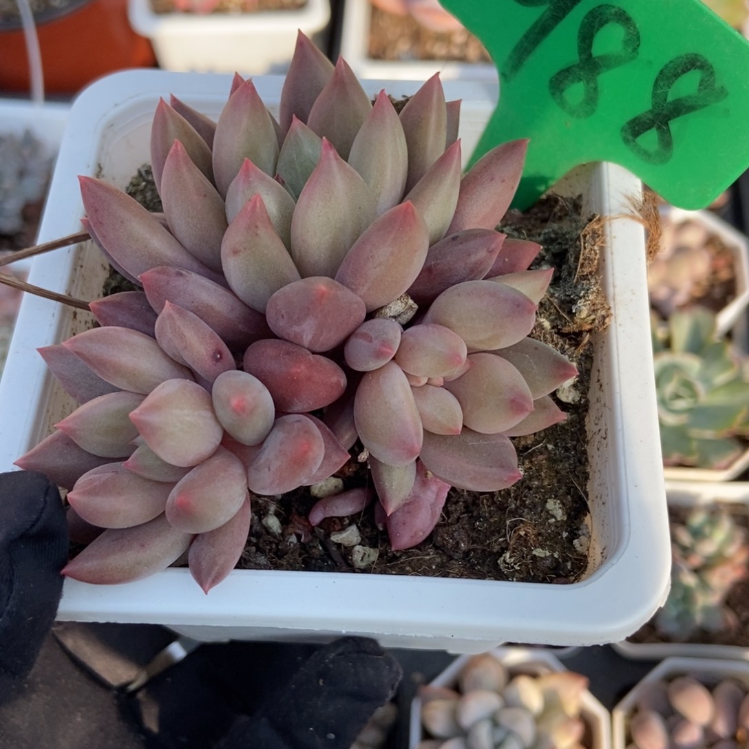 988红蜻蜓多肉植物