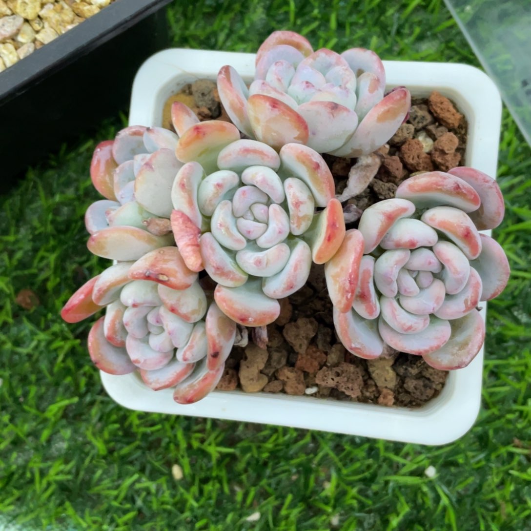 漫漫雪冠幅10 公分一物一拍