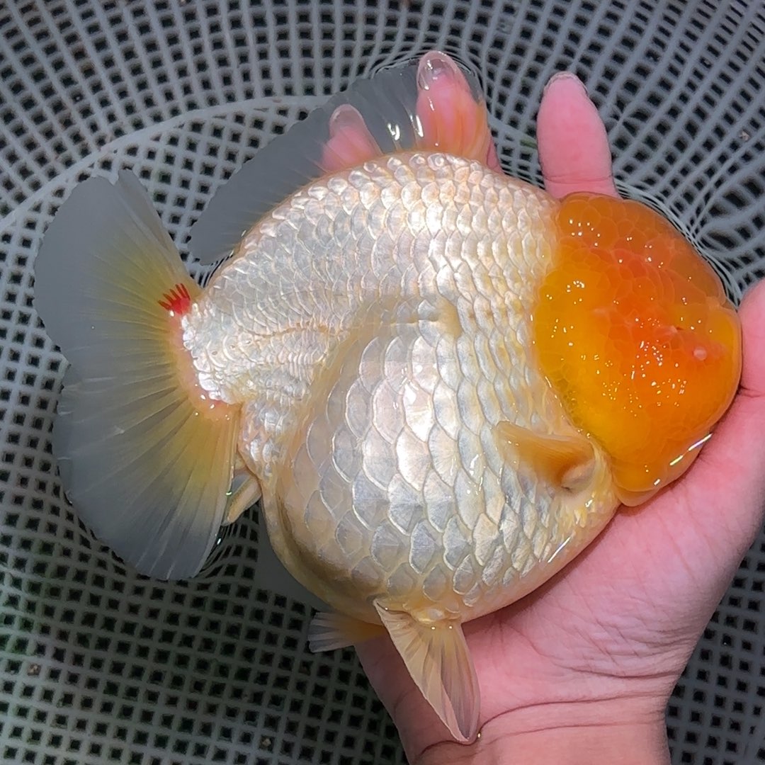 猫***喵海水鱼泰狮金鱼活体淡水观赏鱼