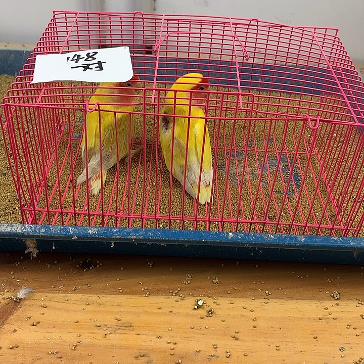 朕***刘虎皮鹦鹉虎皮鹦鹉