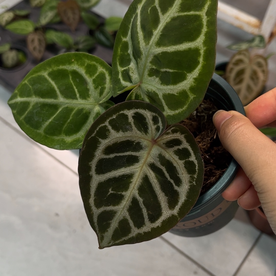 无花朵024 神秘88杂红水晶