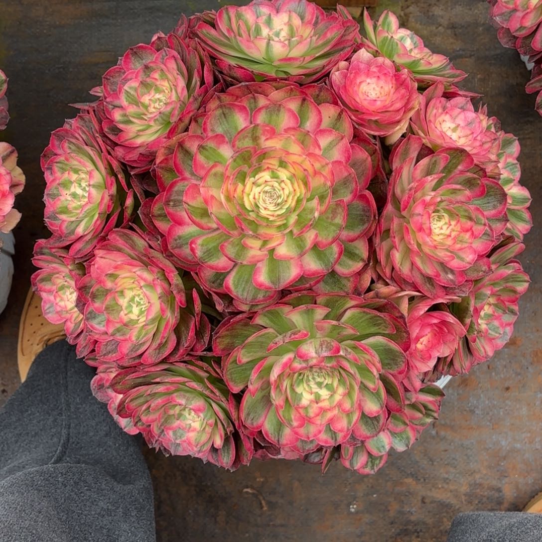 云南多肉植物海神包物流