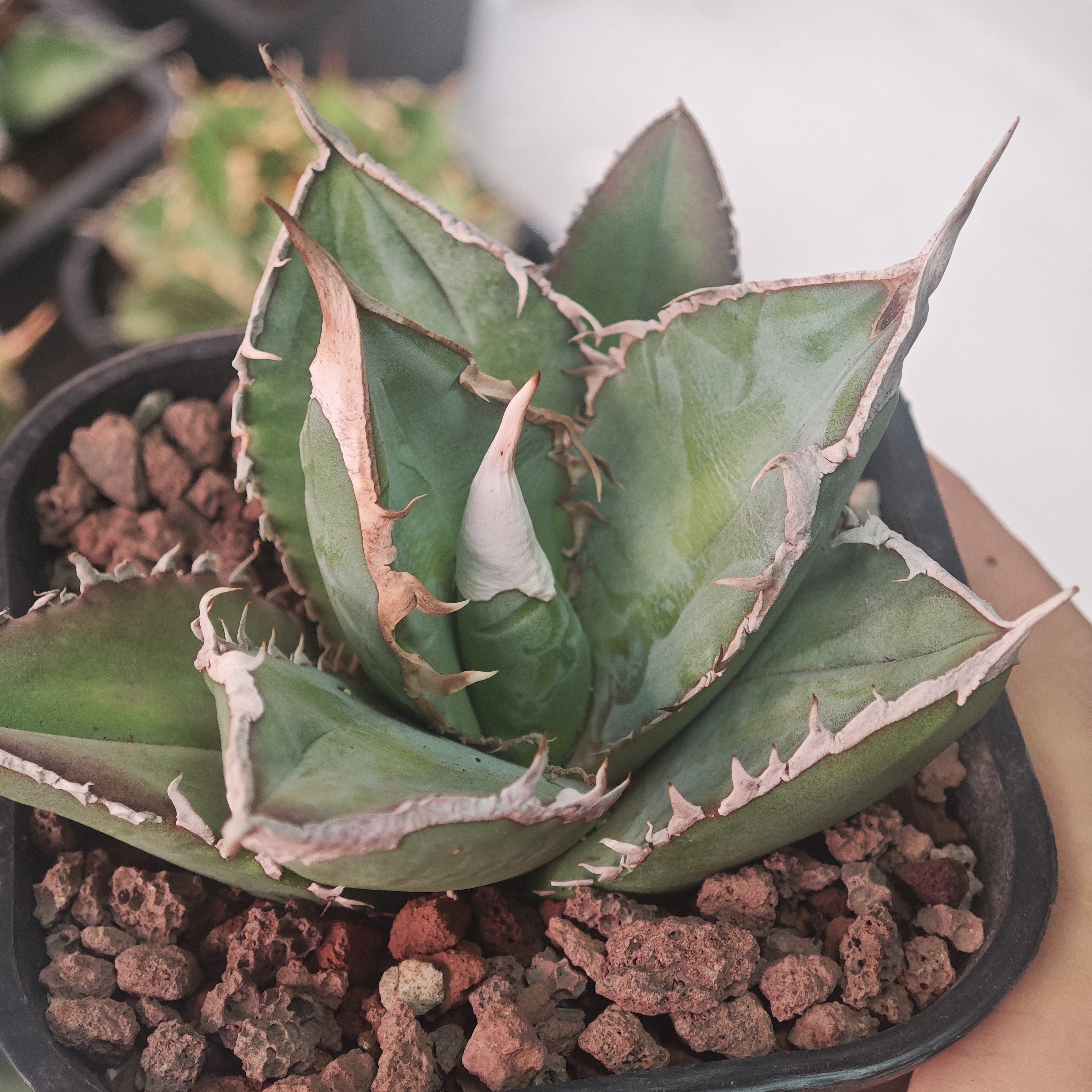 绿幽灵仁王冠龙舌兰，约10CM，潮流植物块根植物多肉植物绿植盆栽