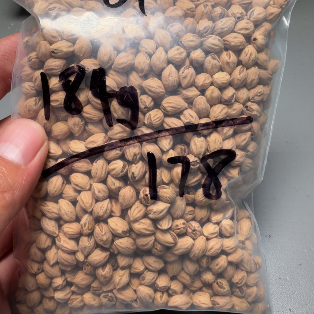 吊坠柏香籽/百香籽乔**山