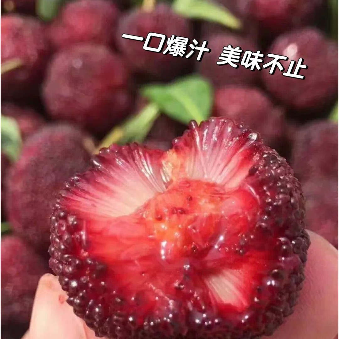 东魁甜杨梅一盒500克左右