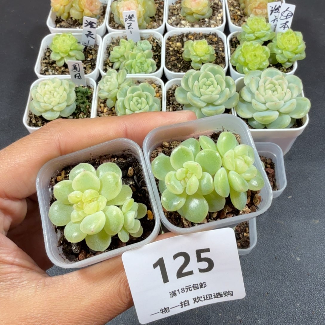 阿***录奶油财富两个一物一拍125