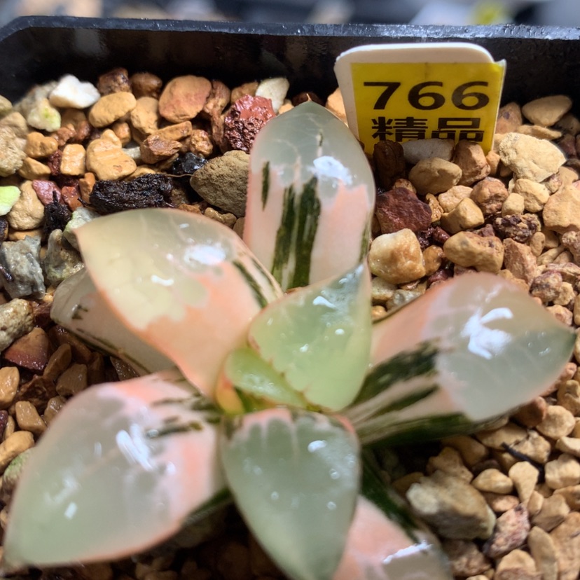 【闪购商品】766火凤凰