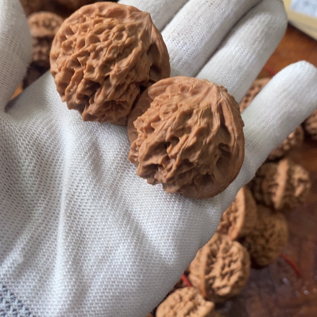 秦岭野生核桃金公子