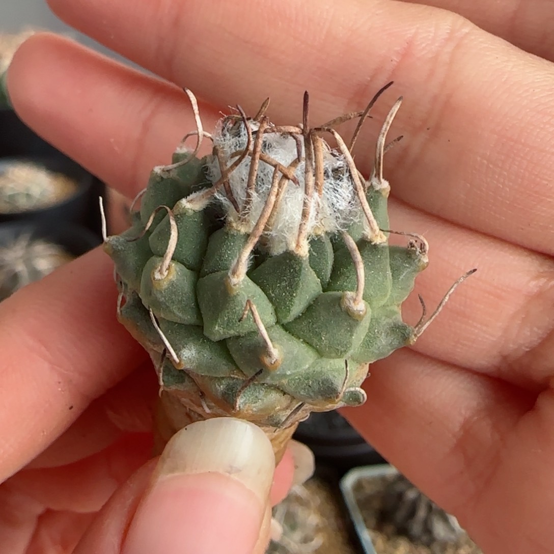 实生安德森多肉2.5厘米