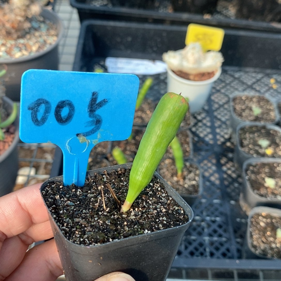 针管多肉植物一个