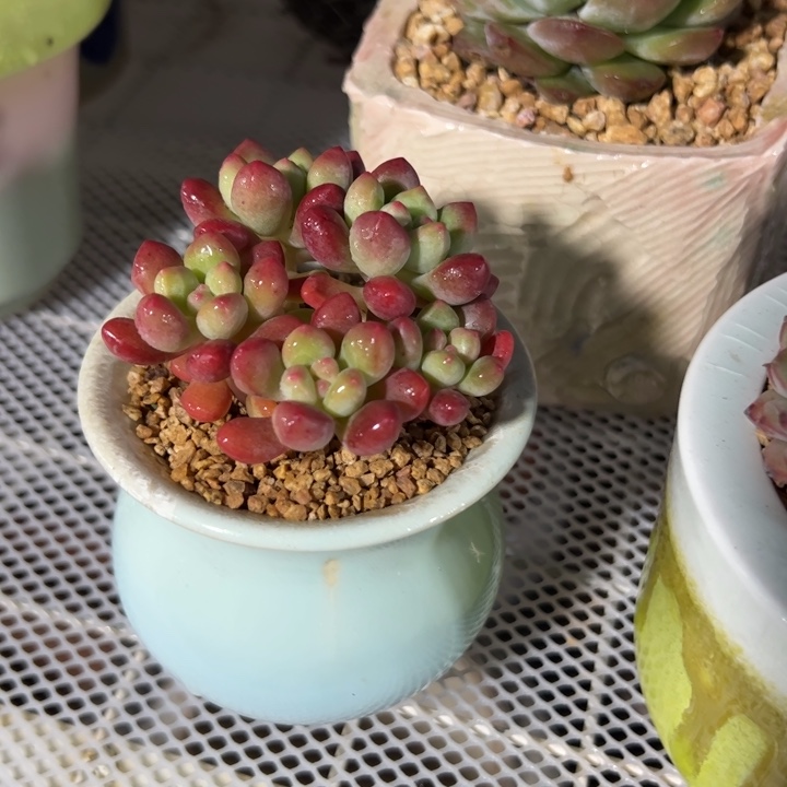 新疆包邮 汤姆猫带盆