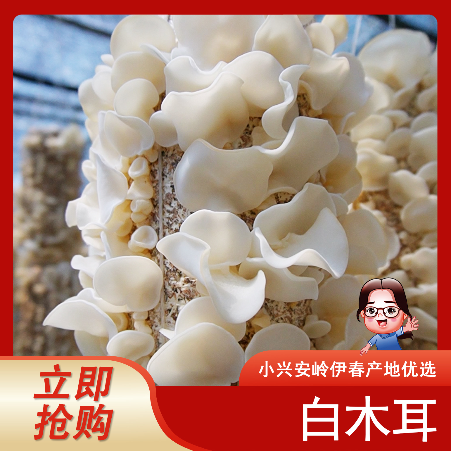 《小翠商贸》2025年头茬白木耳500g
