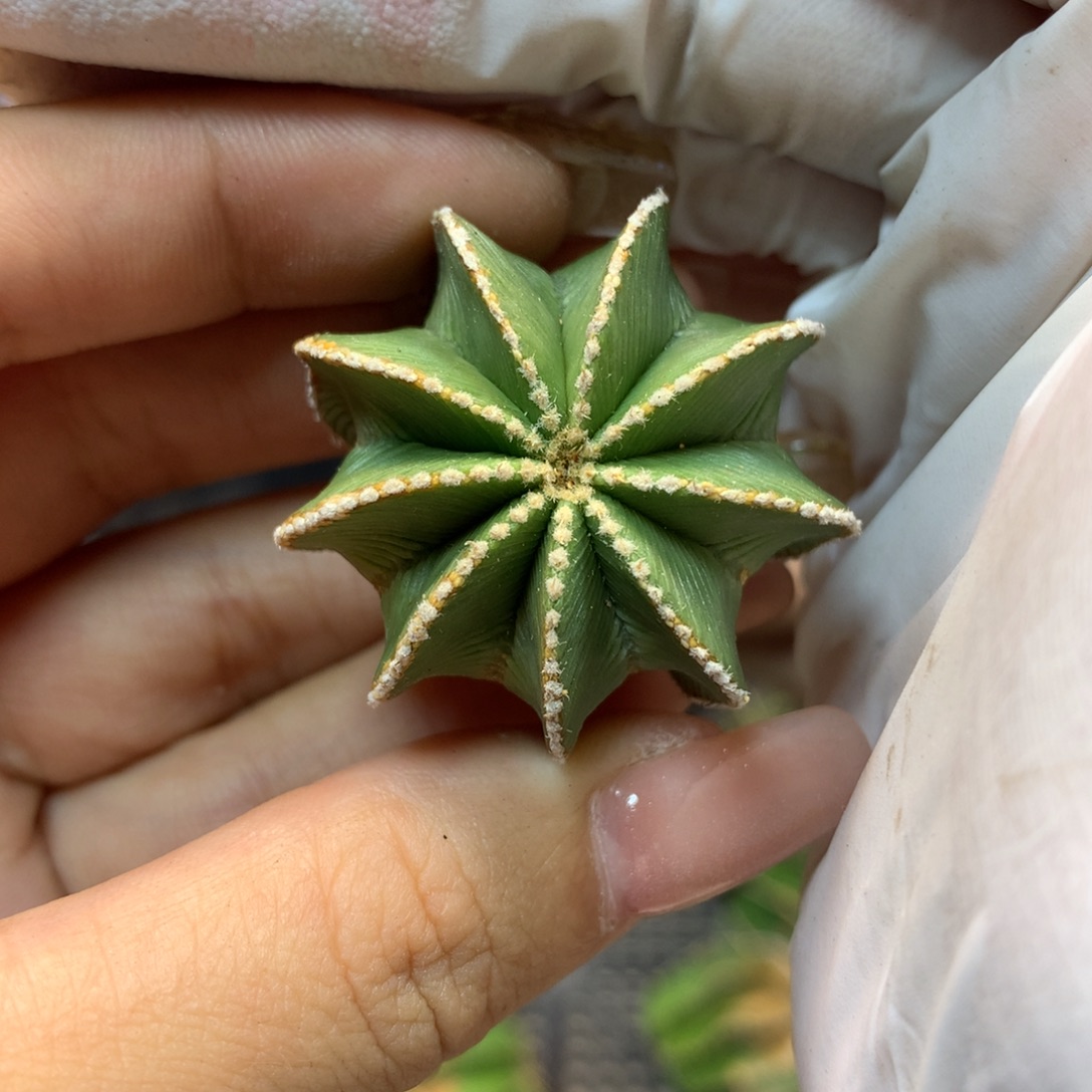    侧芽 新顿花龙3公分起发 无根