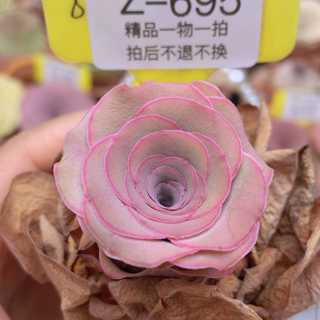 山地玫瑰Z695断枝不包损不售后