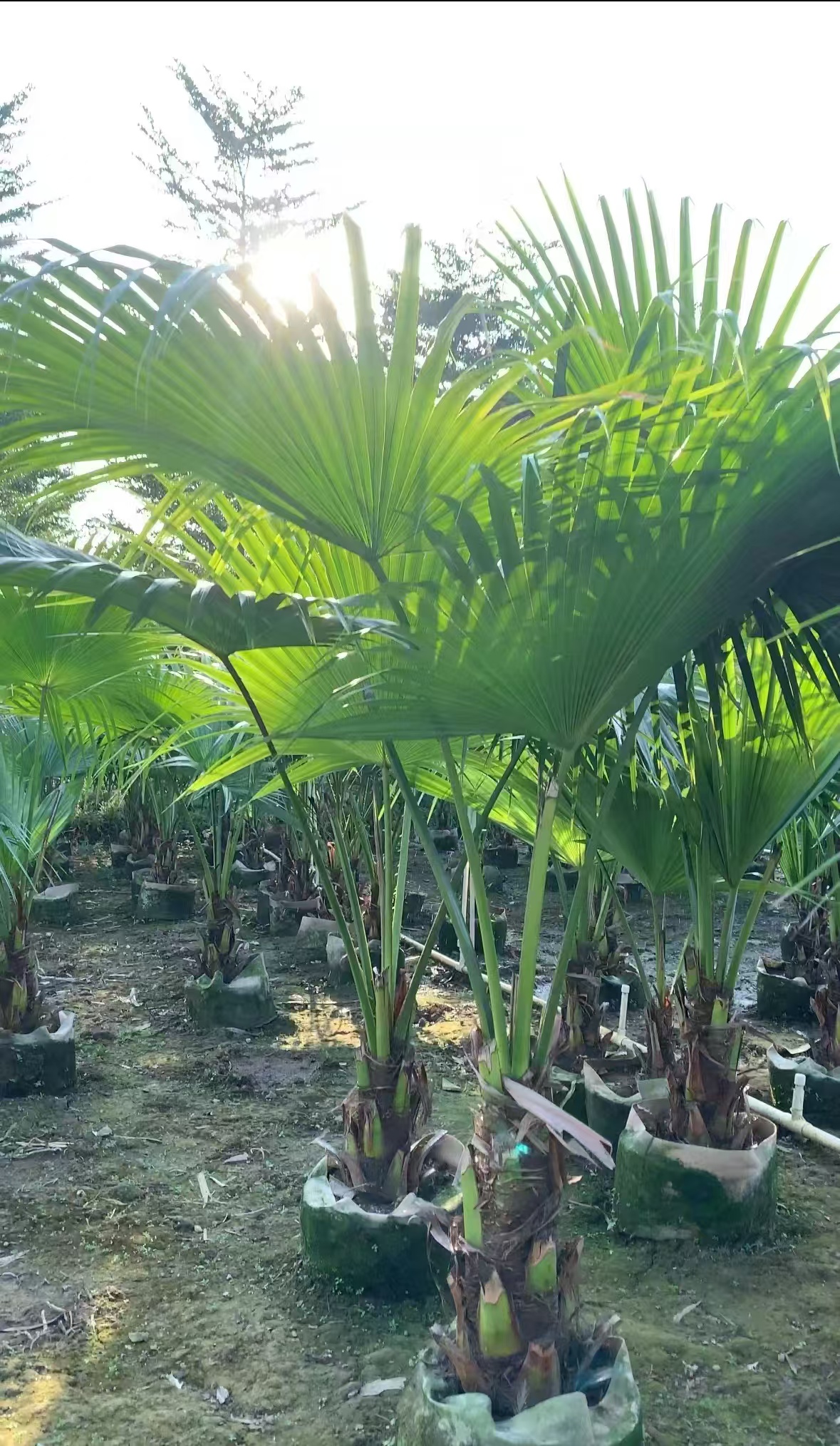 大型老桩大叶蒲葵扇葵棕榈盆栽绿植室内外耐寒网红四季长青长绿