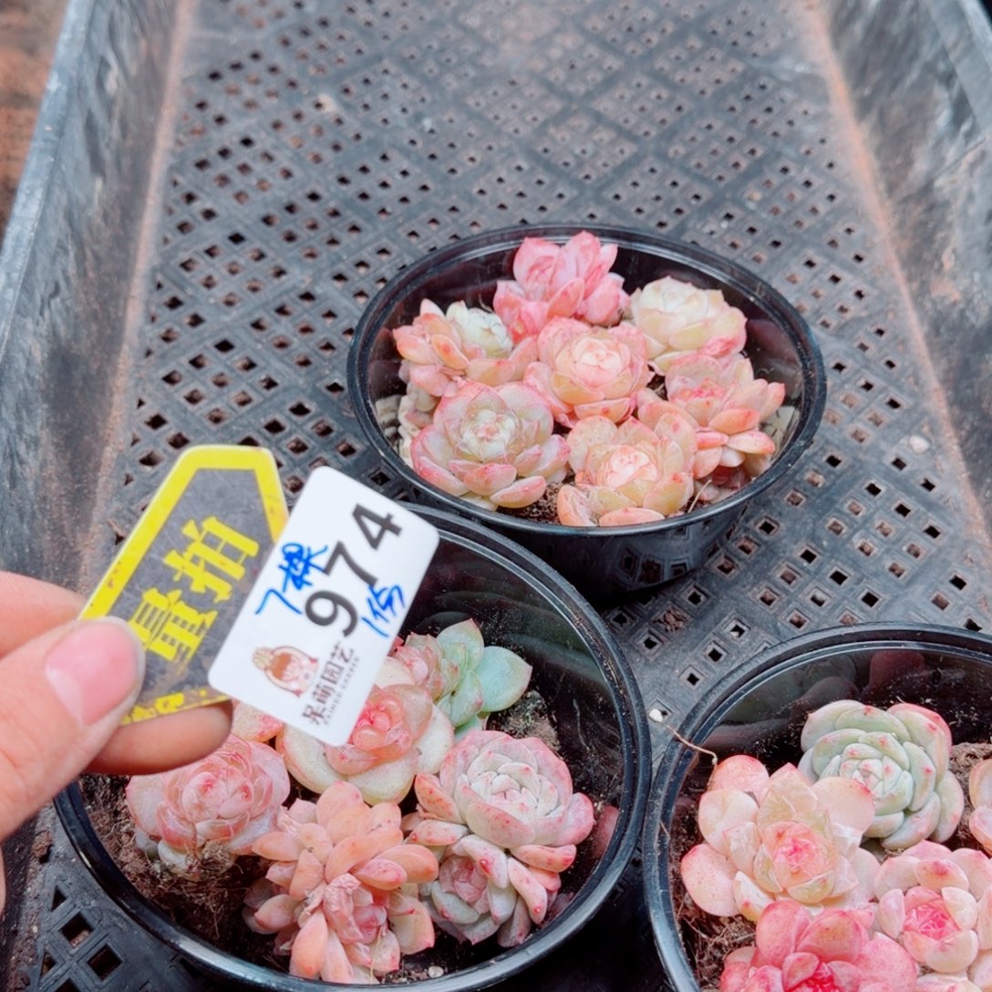 多肉植物多肉植物