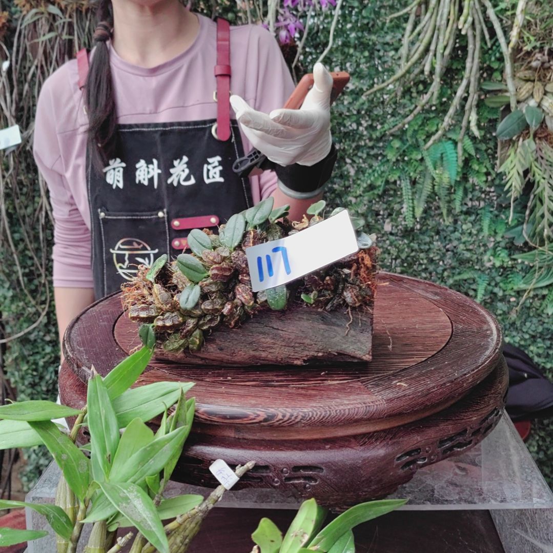 117小龟背花卉植物微景观