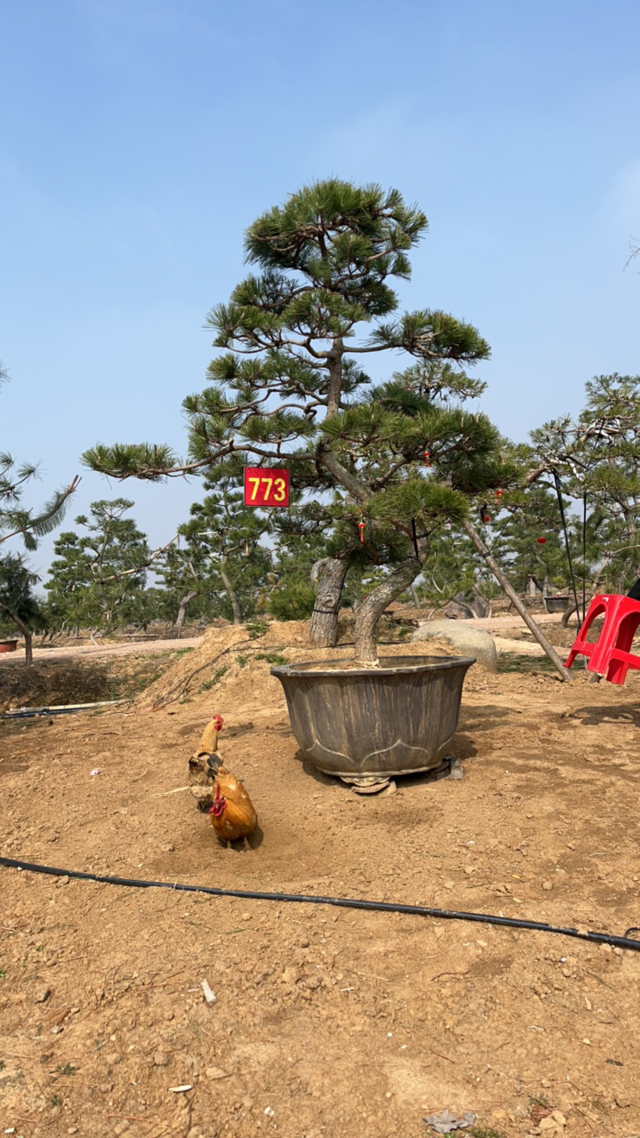 庭院造型黑松适合庭院的绿植包邮仅限江浙沪