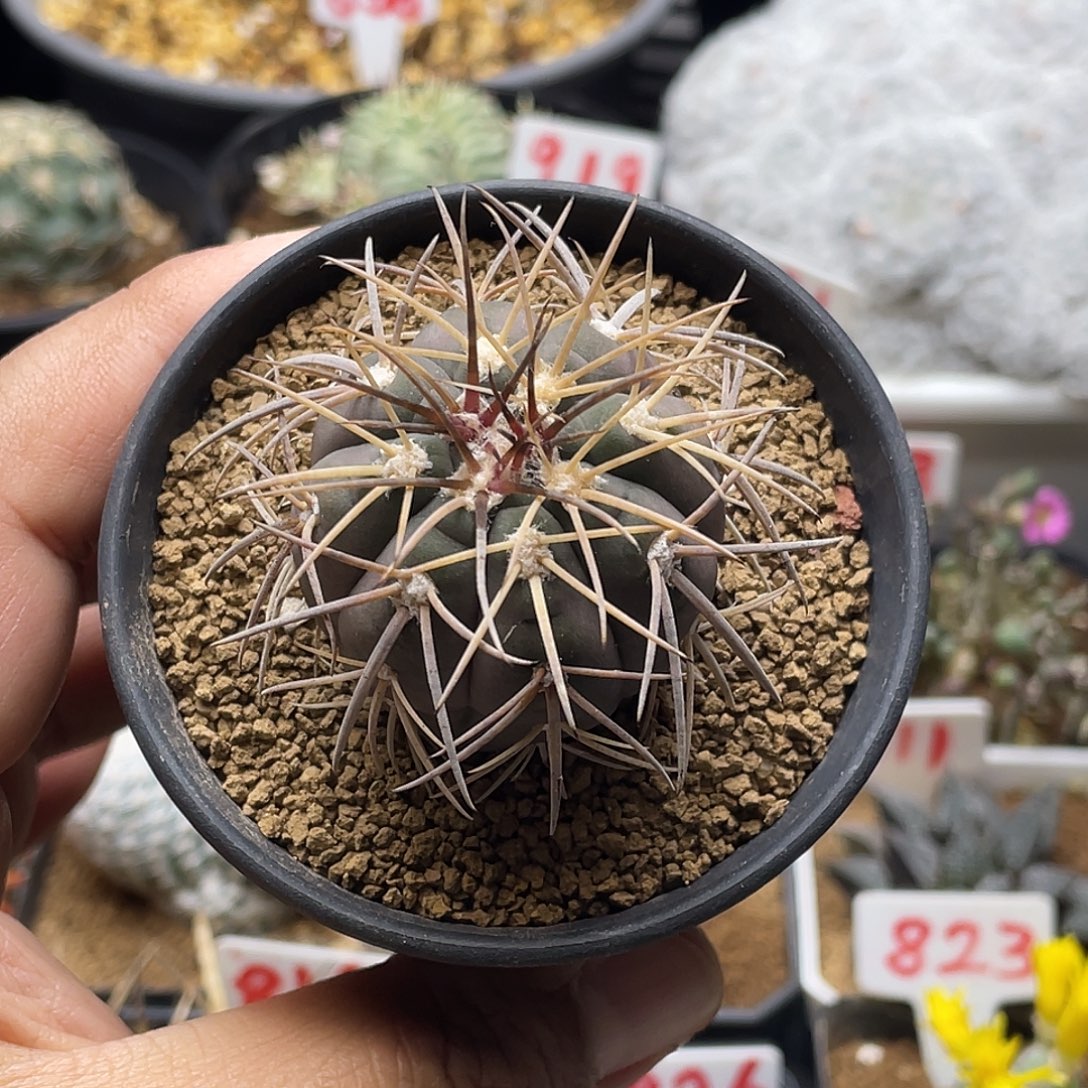 实生渡边光淋玉仙人球