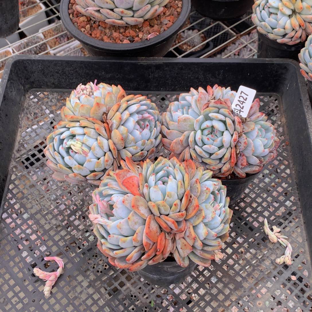 2427三个一起看视频得不