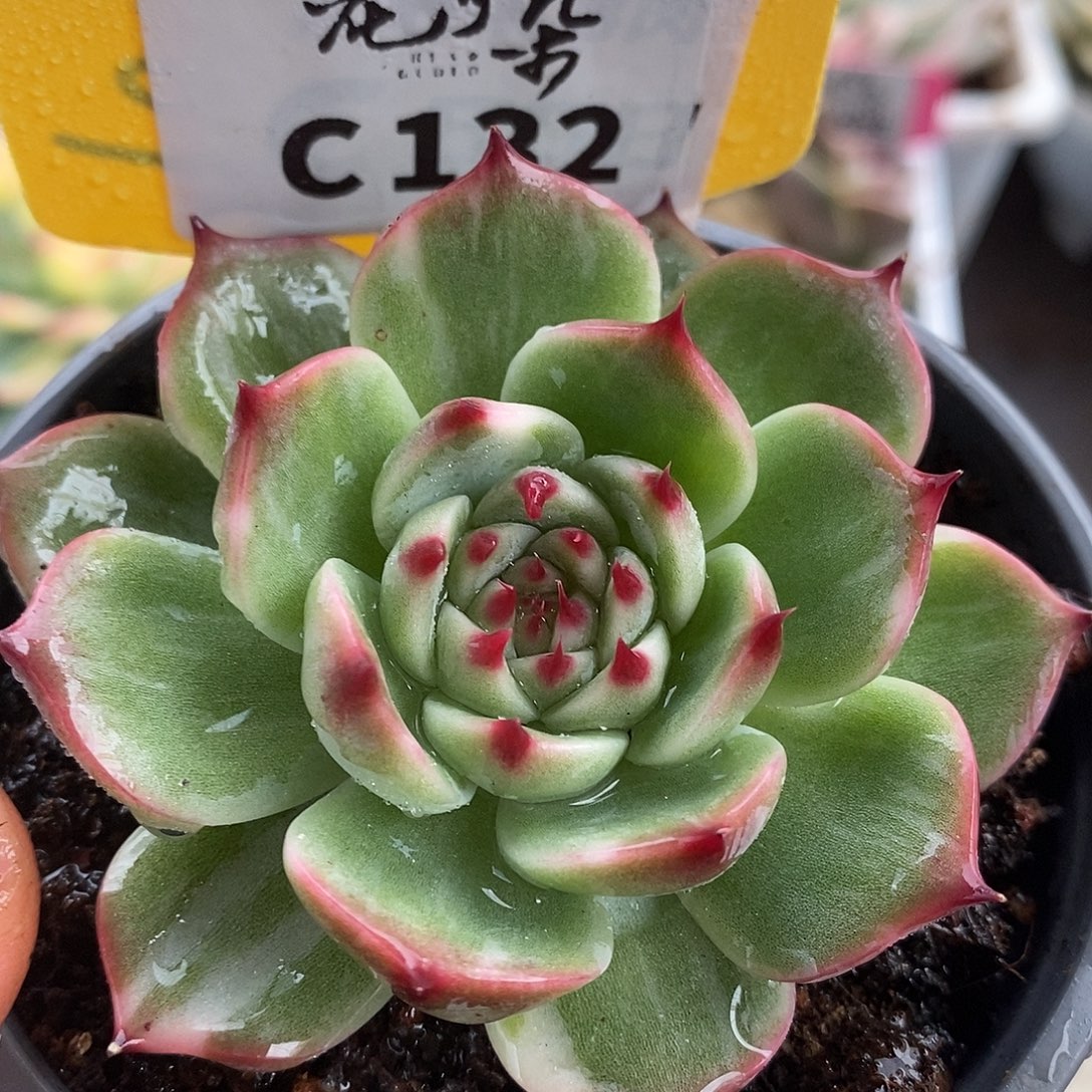 132全拉丝娃娃，哈哈哈哈哈