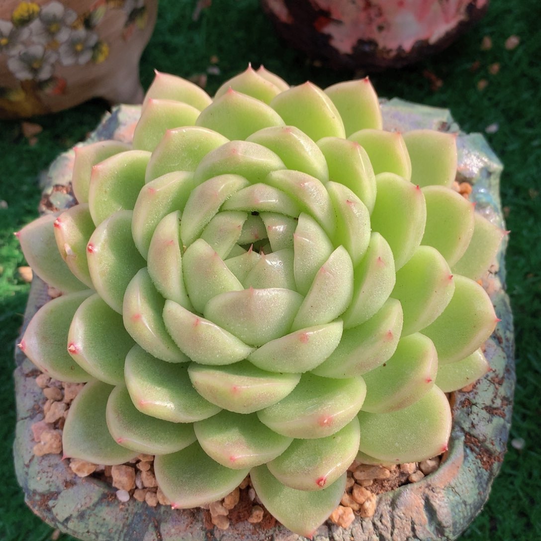 麦秆13 公分一物一拍