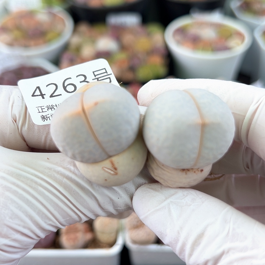 好养易活生石花大母本4263四年高尔夫两颗2.5/3cm