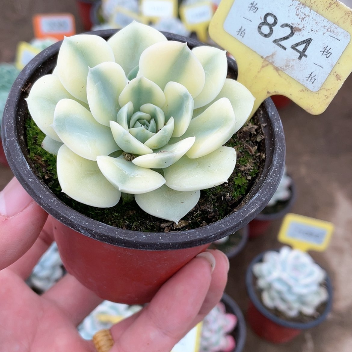 【闪购商品】824号