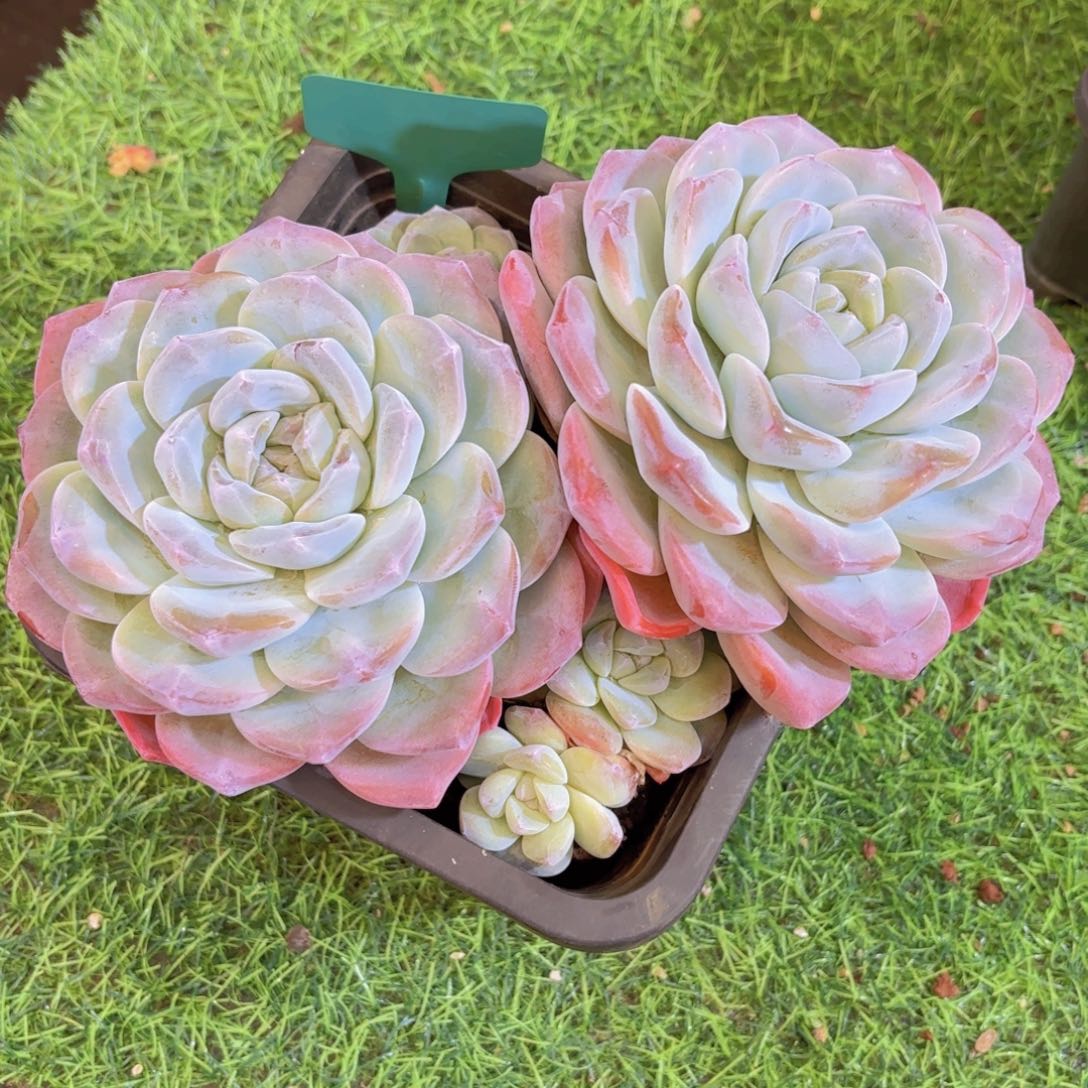 J***嘉云南金致家精品多肉