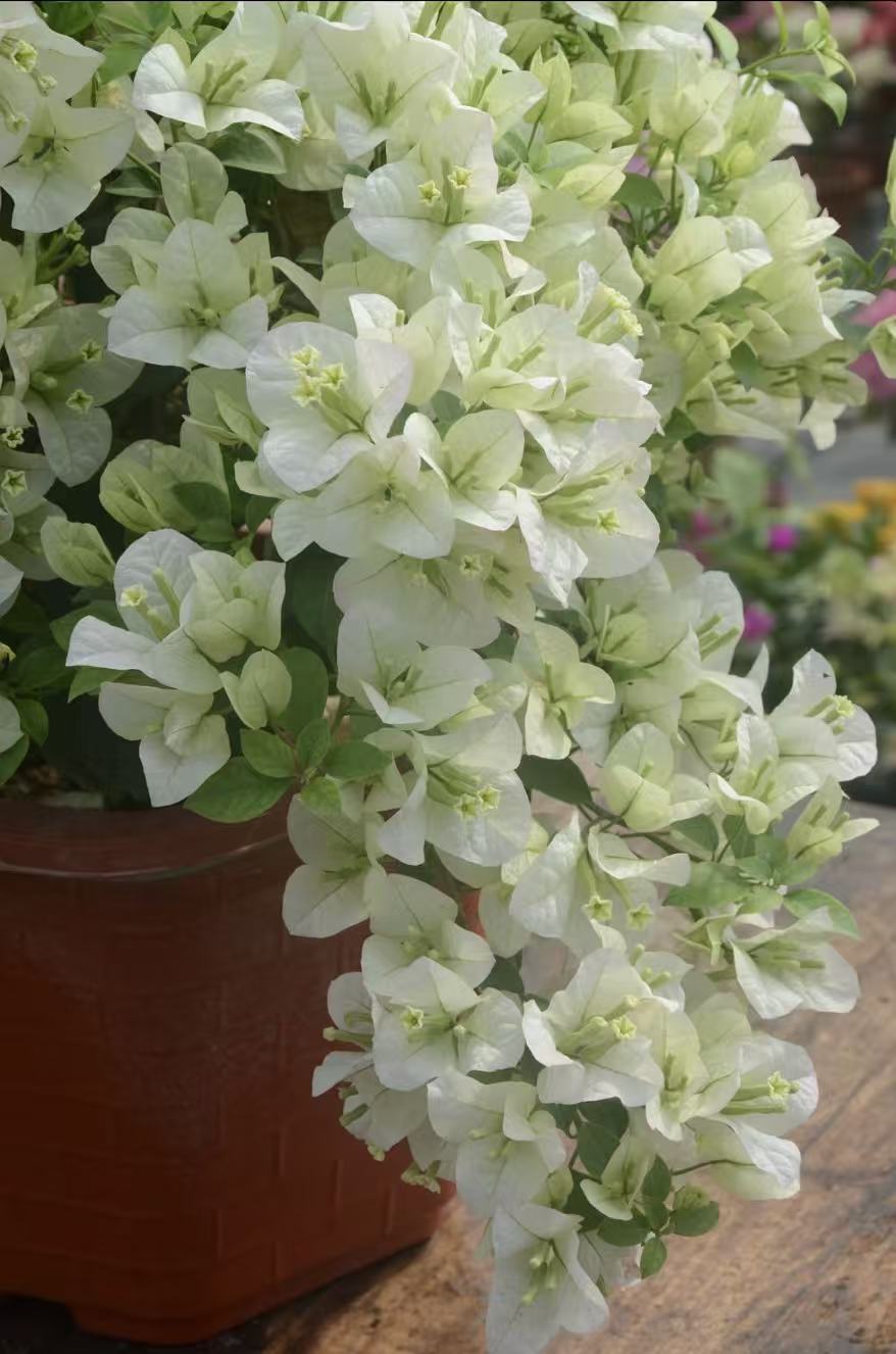 【白雪】冰雪公主三角梅花卉阳台庭院爬藤室外好养基地带花发货