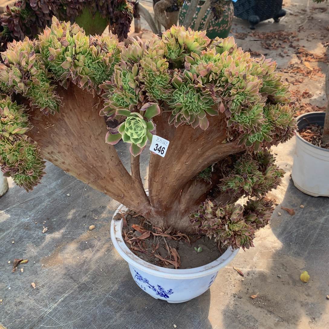 346白凤缀化一颗