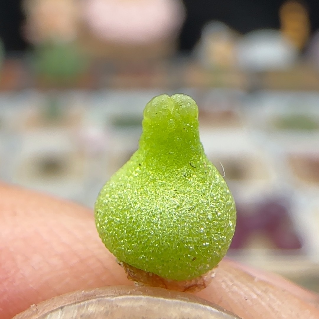 2.12.30/小葫芦/多肉植物