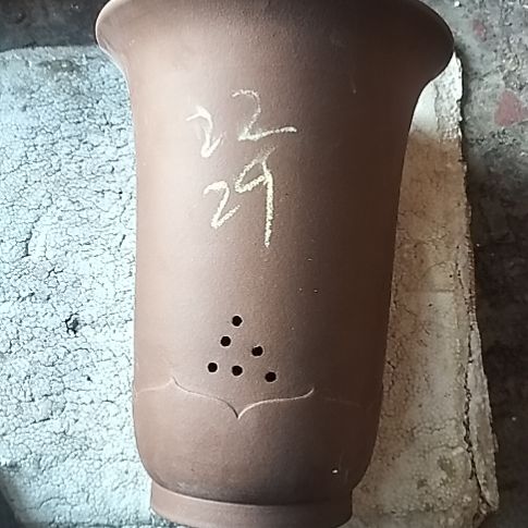 莲花金钟一个花盆