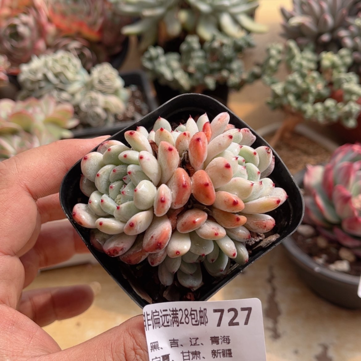 【闪购商品】727学爪