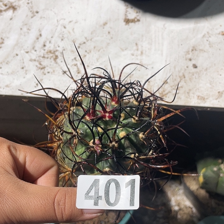 秀朴嫁接狂刺零四幻虾仙人球