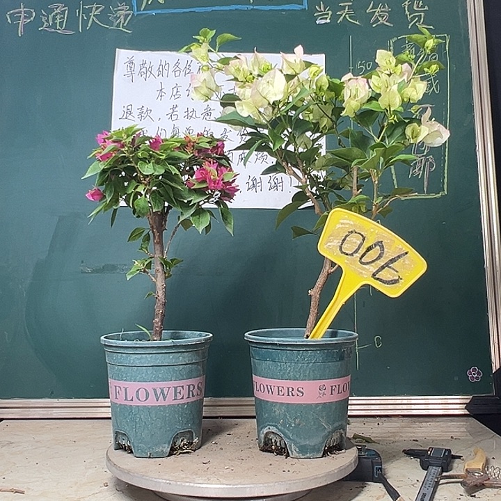 当前无花栽培后可以开花老板娘大放漏 绿樱 塔紫 006