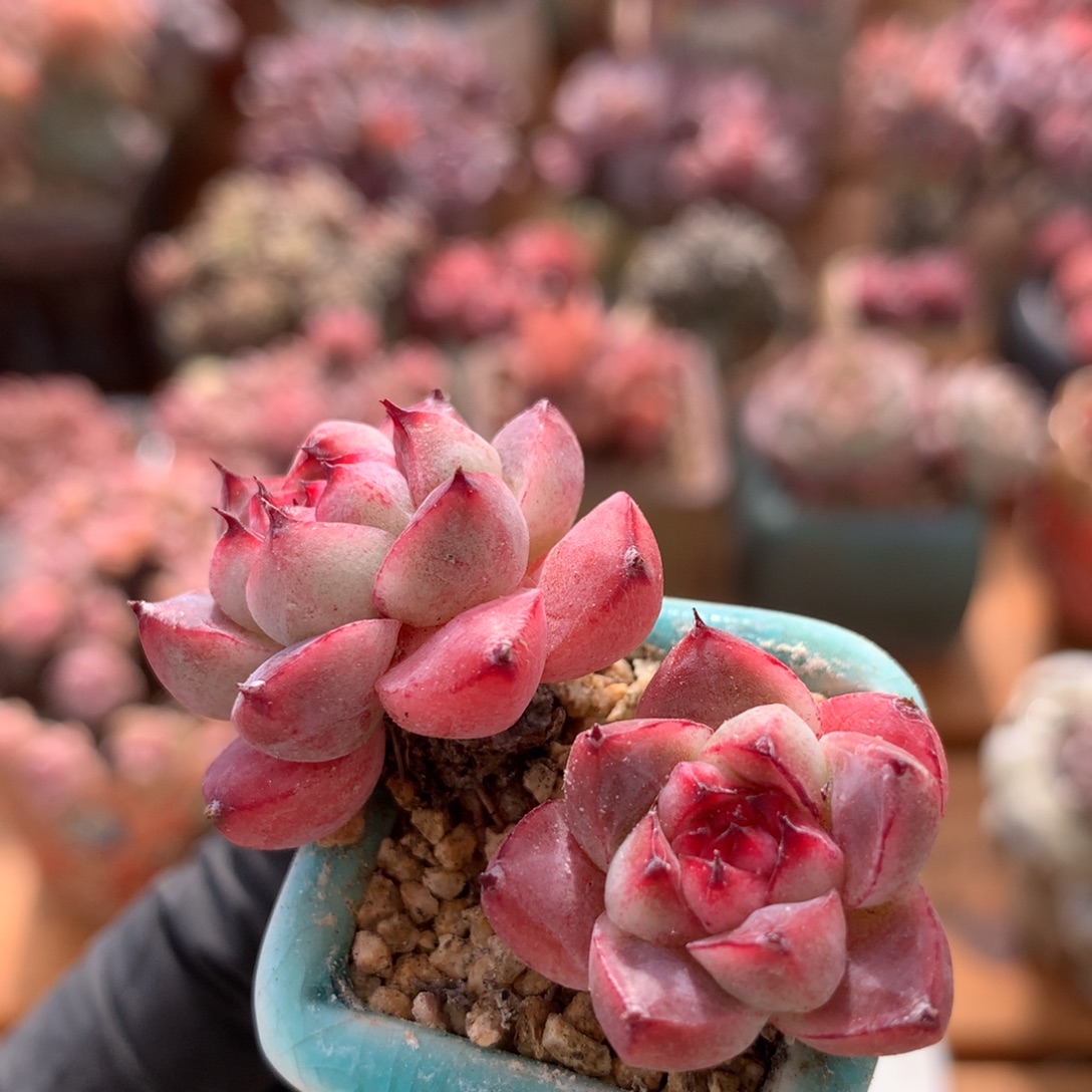 佳人一物一拍 001