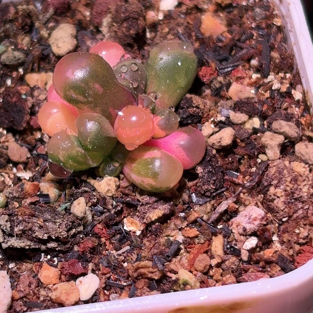 19号五十铃玉锦多肉植物锦一物一拍带盆土