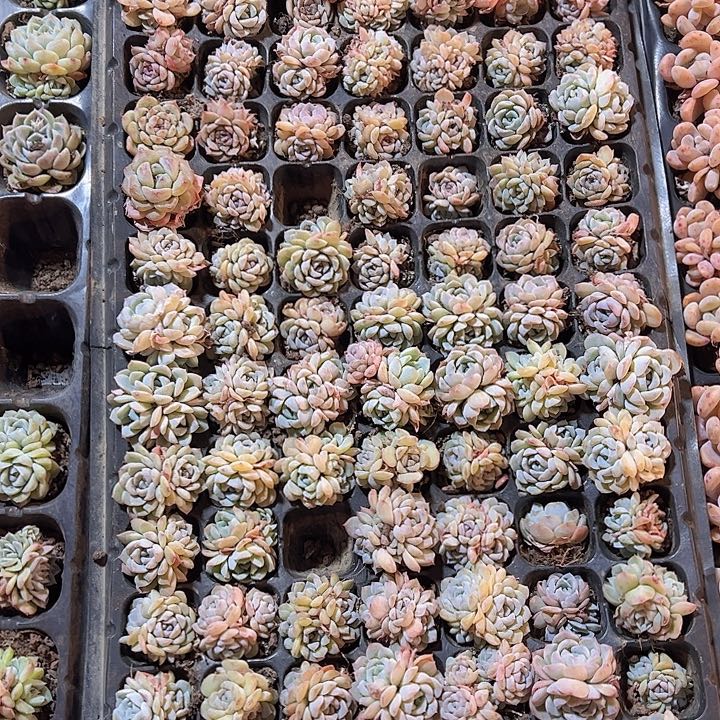 直播福利一物一拍512