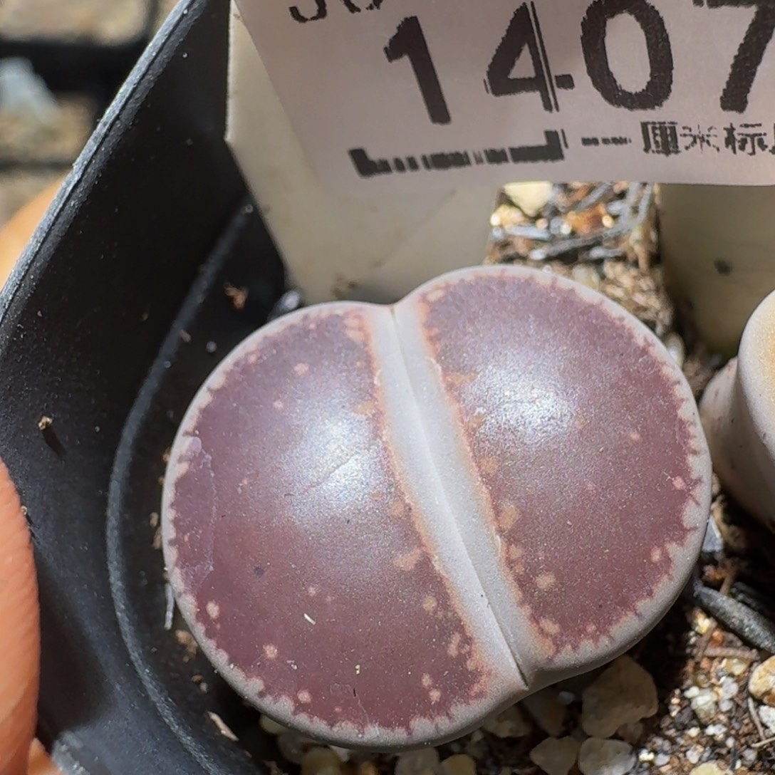 zzzz精品生石花1407