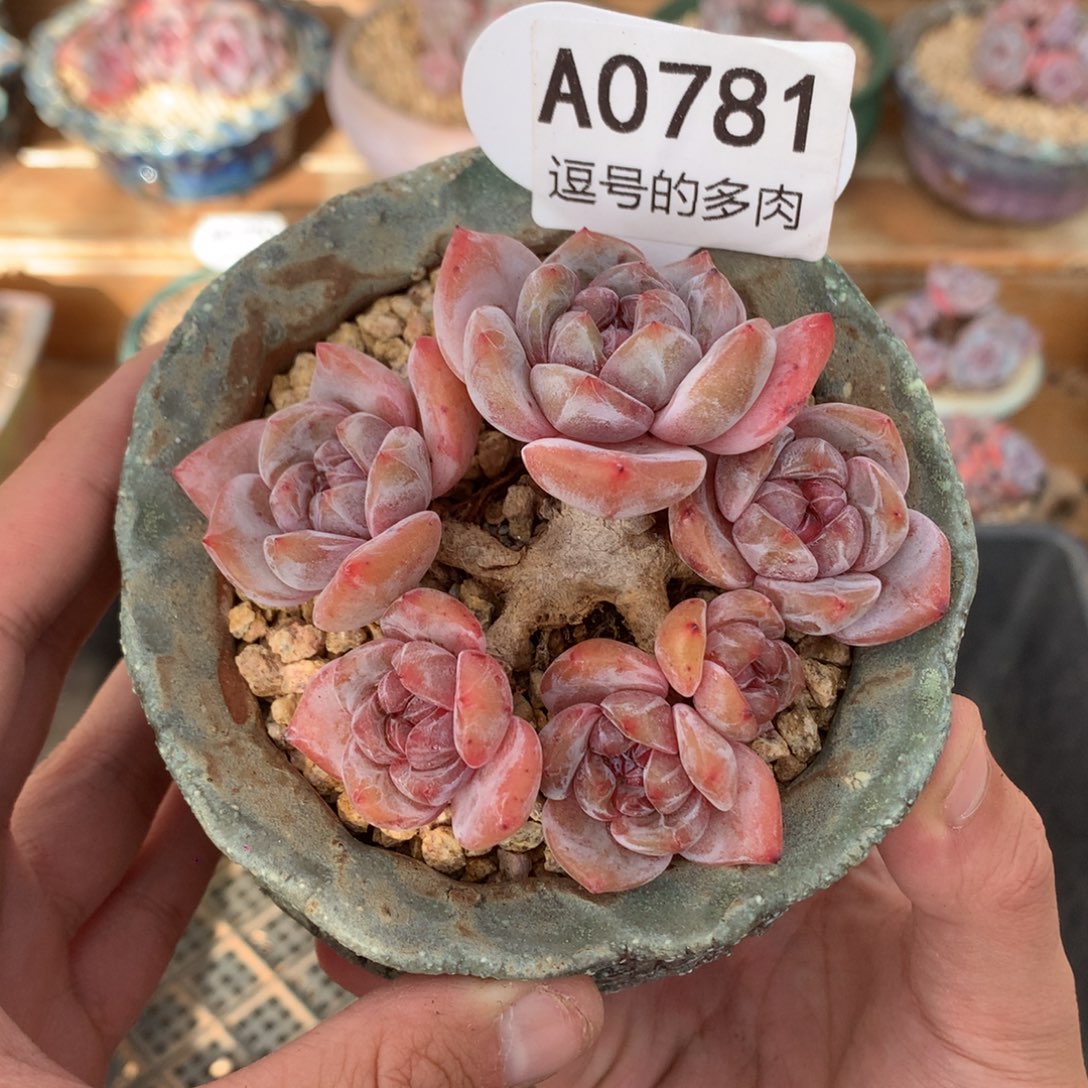 A0781 星影老桩 派大星桩型 有砍 9cm