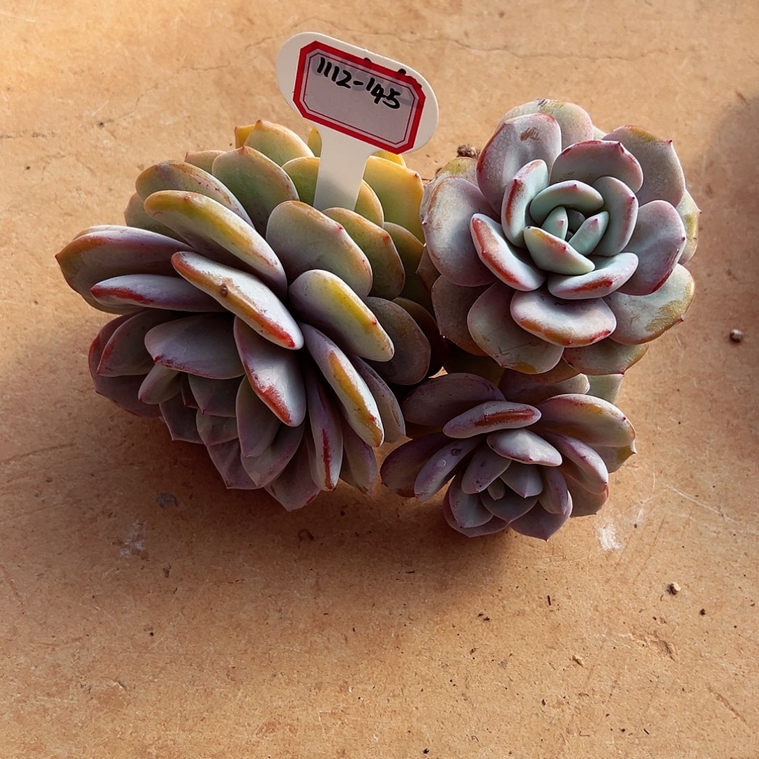 1112-145奶茶老桩。