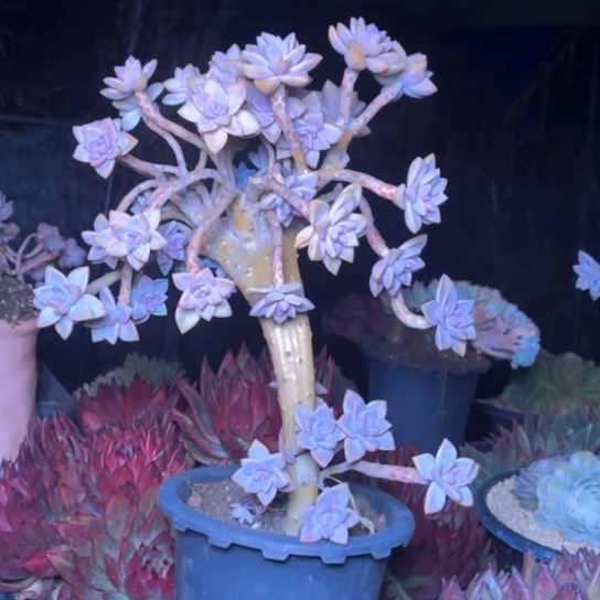 笑****李多肉植物的植物