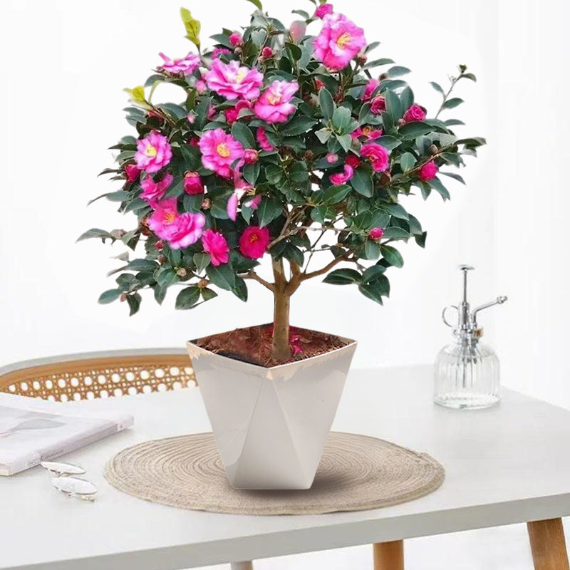 茶梅树苗带花苞四季常青耐寒庭院阳台植物盆栽