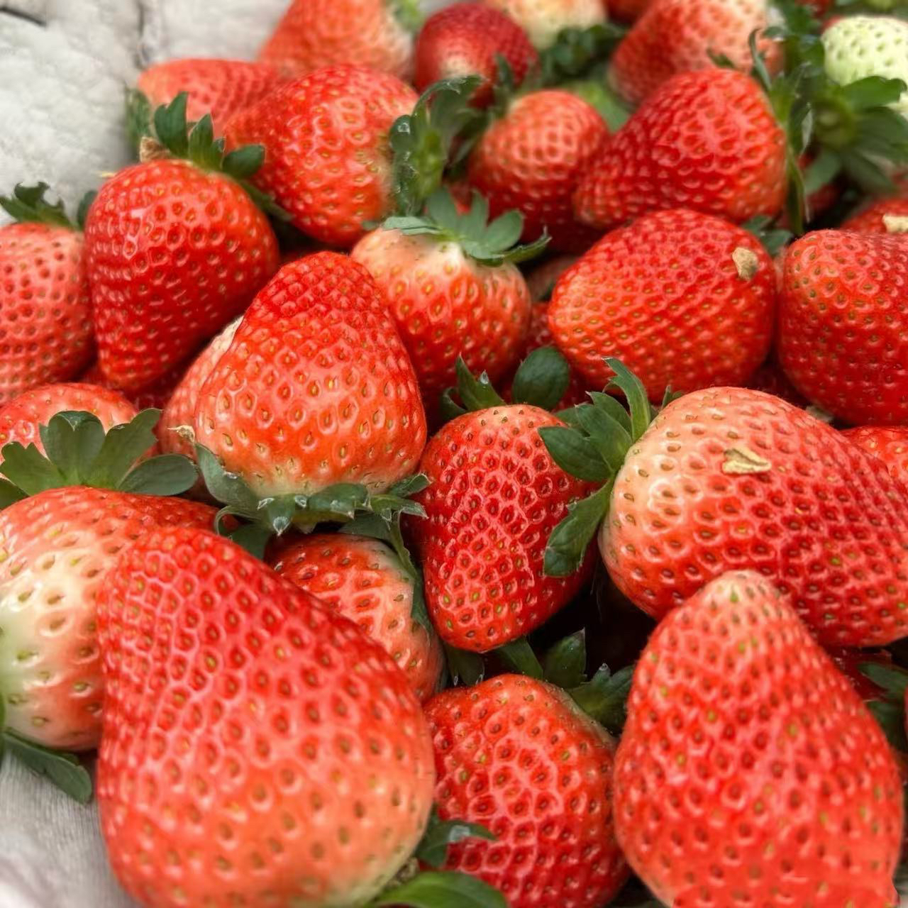 【新疆包邮】新鲜奶油草莓坏果包赔冬季孕妇水果非丹东99牛奶红颜