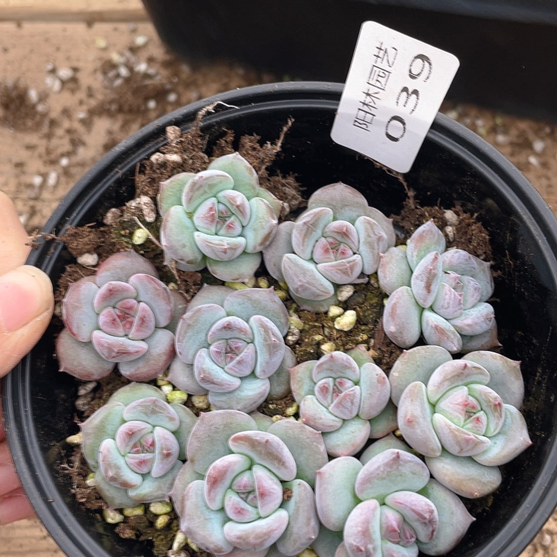 多肉植物多肉植物39